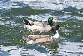 Mallard Ducks on Cedar Creek Lake